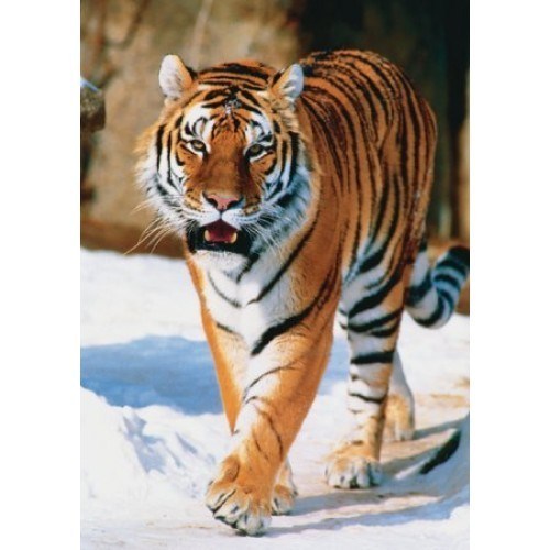 Trefl Siberian Tiger Jigsaw Puzzle (1000