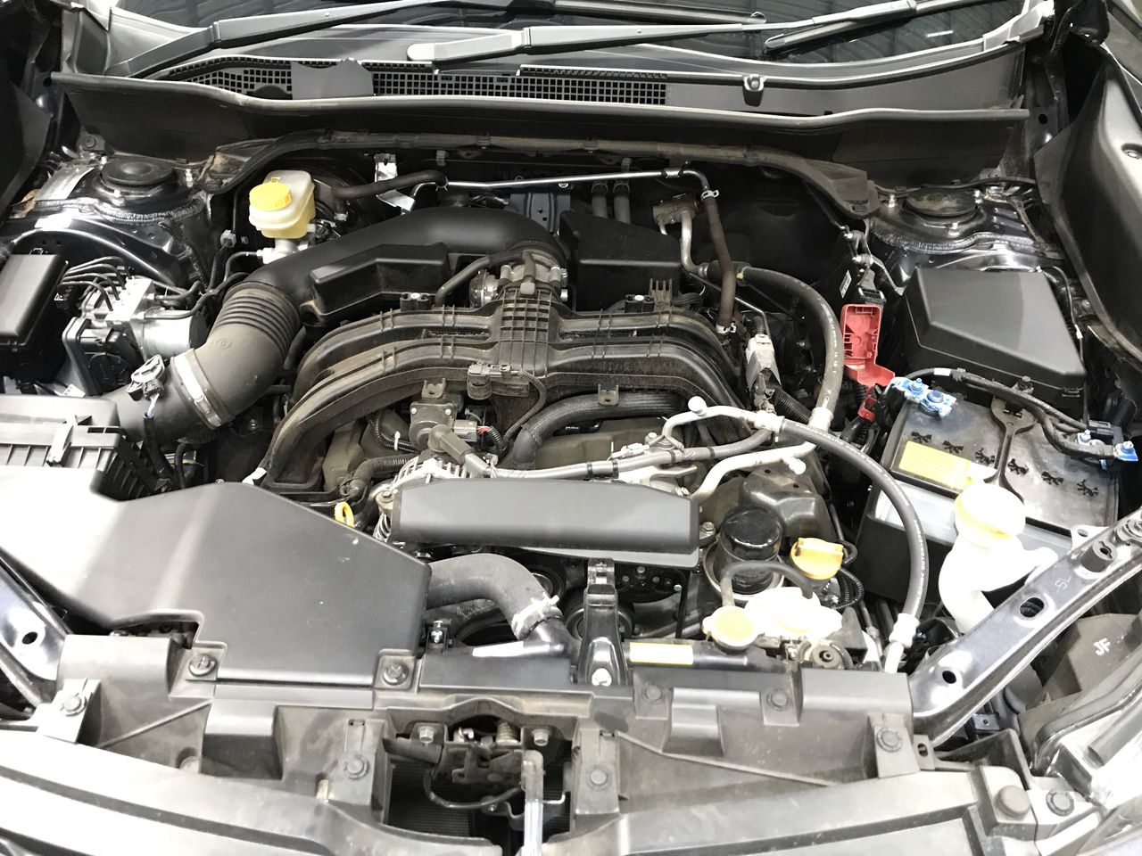 Stalking Horse Pinot Grigio 2025 (12x 750mL) Langhorne Creek