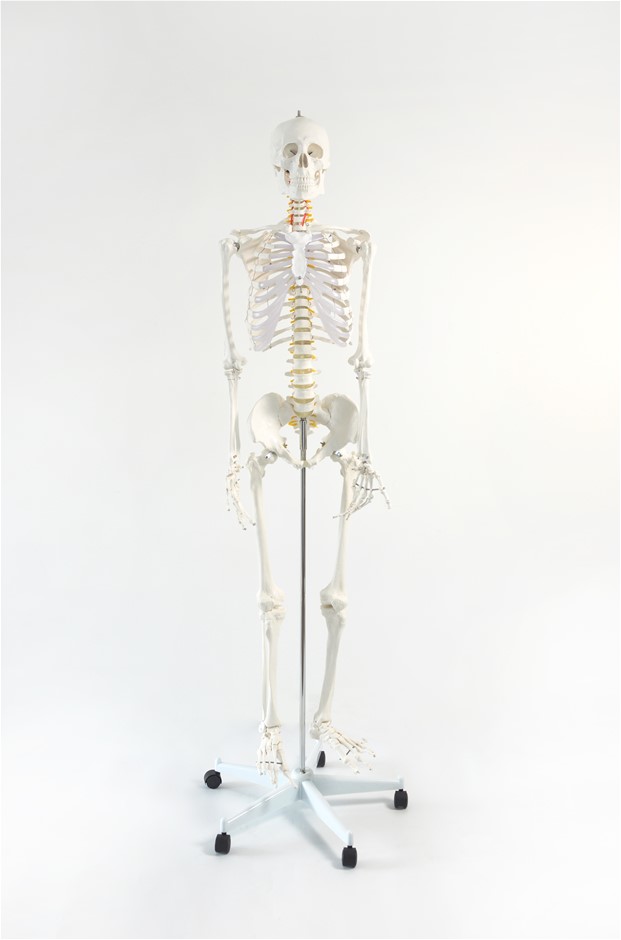 Human Skeleton Anatomical Model 180cm