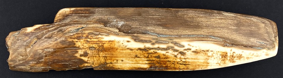 No Reserve 40,000BC Woolly Mammoth Tusk