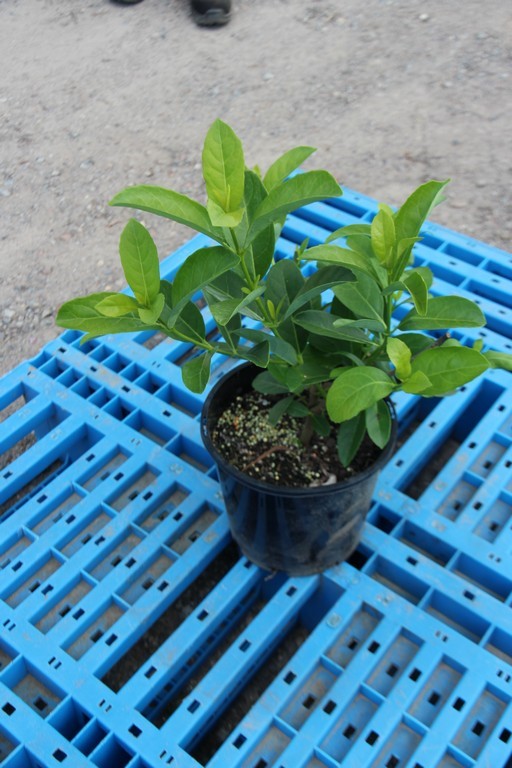 GST & Buyers Premium