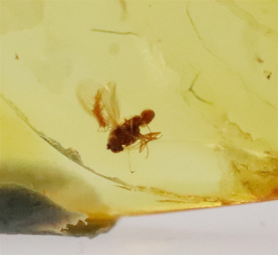 40 - 60-Mill-Year-Old Amber Fossilised Prehistoric Insects