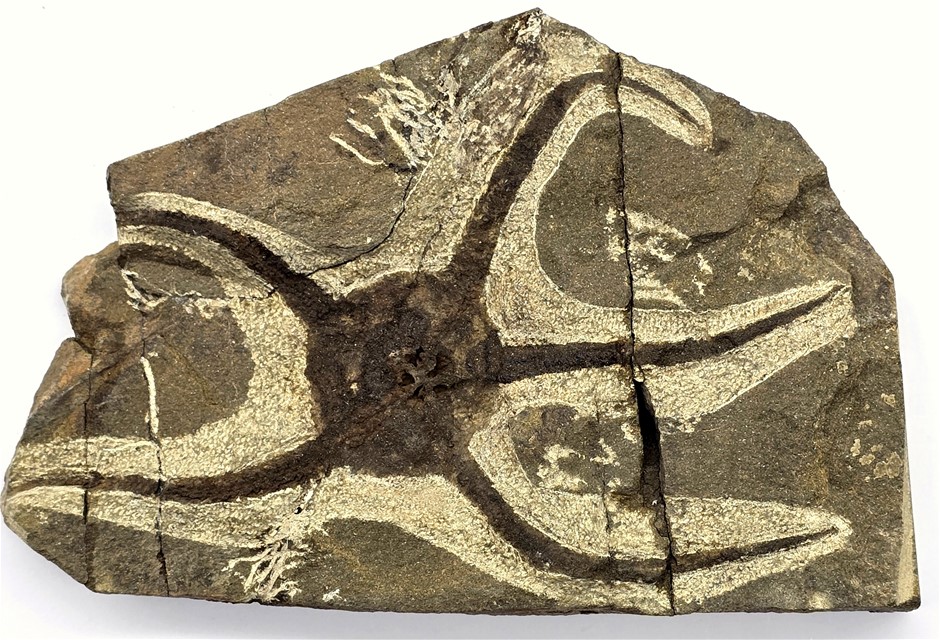 No Reserve 450 Million-Year-Old Sea Fossil