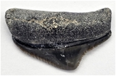No Reserve Megalodon Tooth Fossils