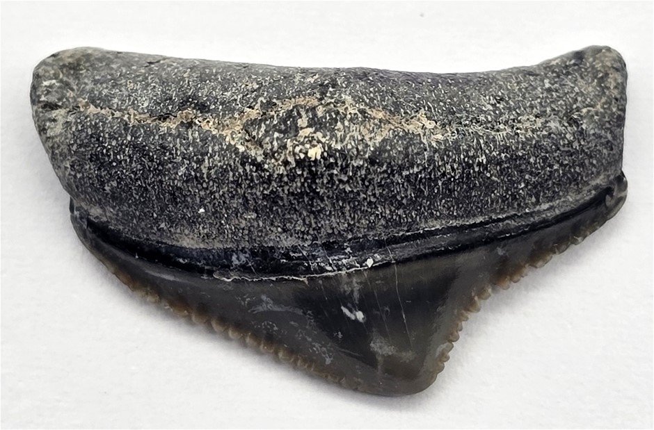 No Reserve Megalodon Tooth Fossils