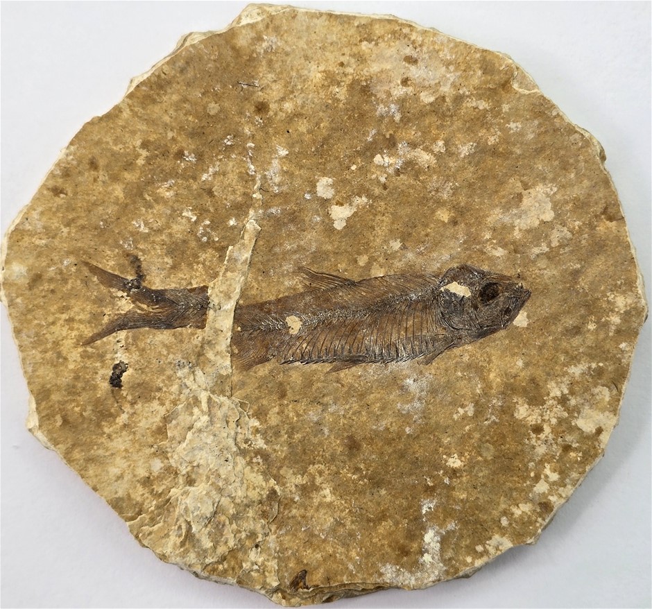 50 MILLION YEAR OLD KNIGHTIA FISH FOSSIL Auction (0008-2560517) | Grays ...