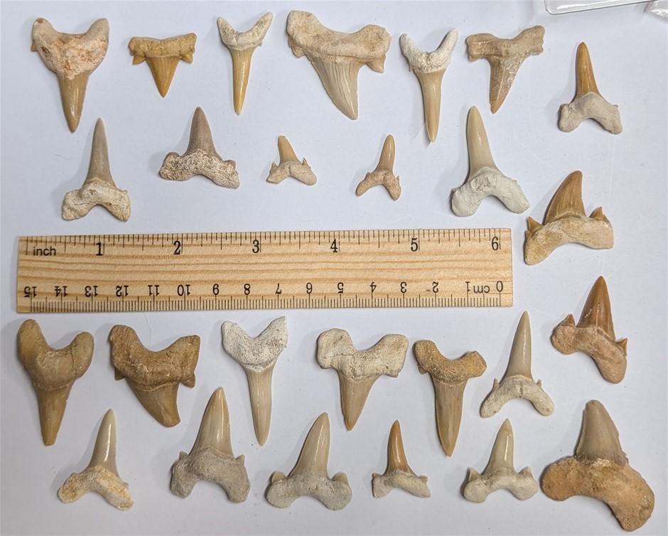 Two Dozen 40 million year old fossil Shark Teeth from Morocco Auction ...