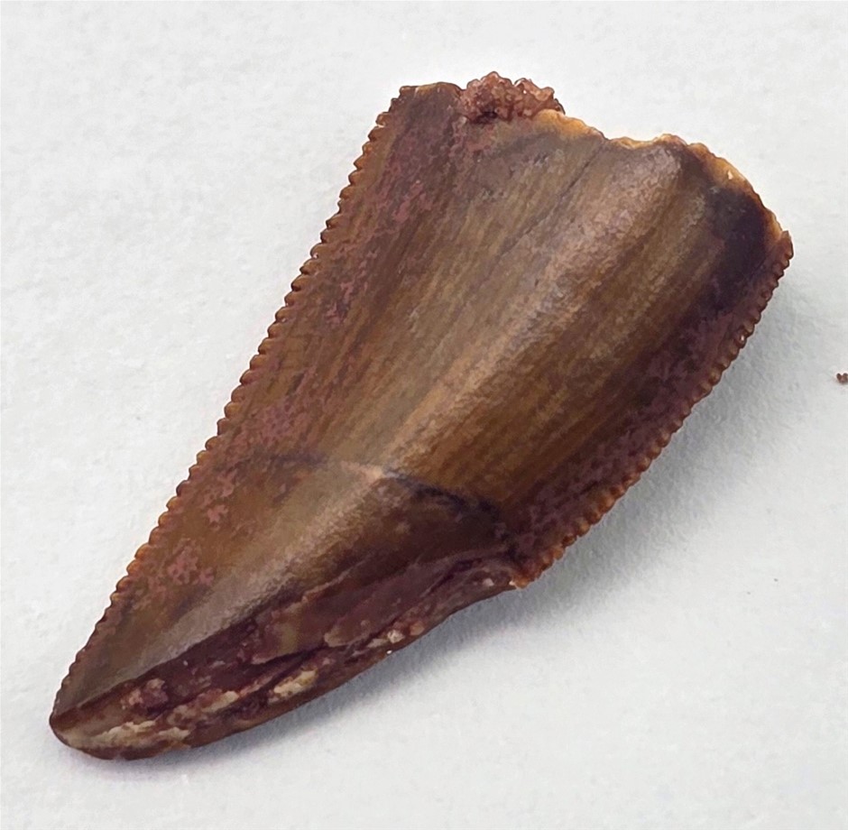 No Reserve 145-66 Million Years B.P. African T-Rex Tooth