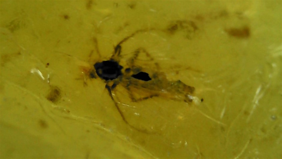 No Reserve 3-Million-Year-Old Piece Of Amber Filled