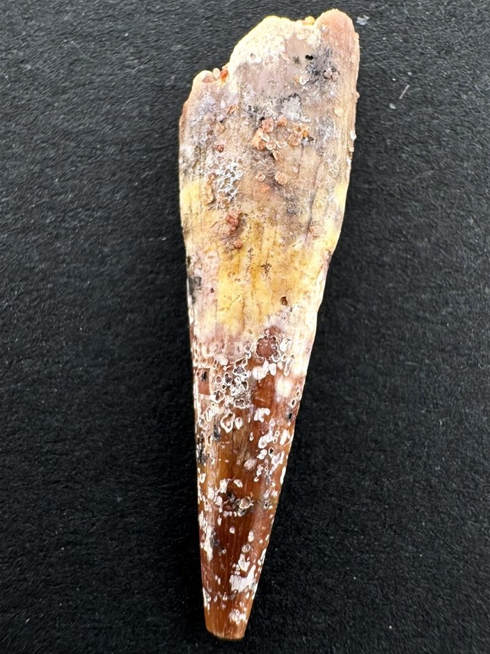 No Reserve 145-66 Million-Year-Old Pterodactyl Tooth Fossil