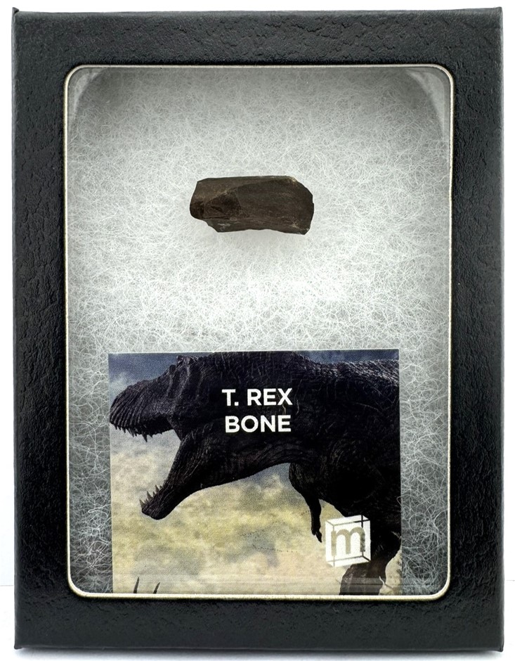 No Reserve Tyrannosaurus Rex Bone