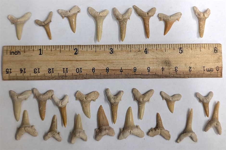 Two Dozen 40 million year old fossil Shark teeth from Morocco