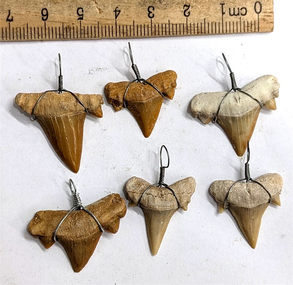 Six Fossil SHARK TEETH Wire wrapped into Pendants