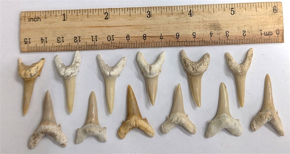 Dozen 40 Million year old fossil SHARK TEETH From Morocco
