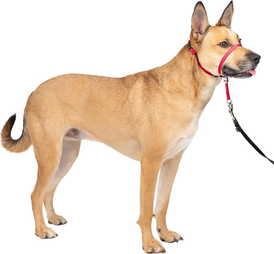 PETSAFE Gentle Leader No-Pull Dog Headcollar, Size Medium, Red.