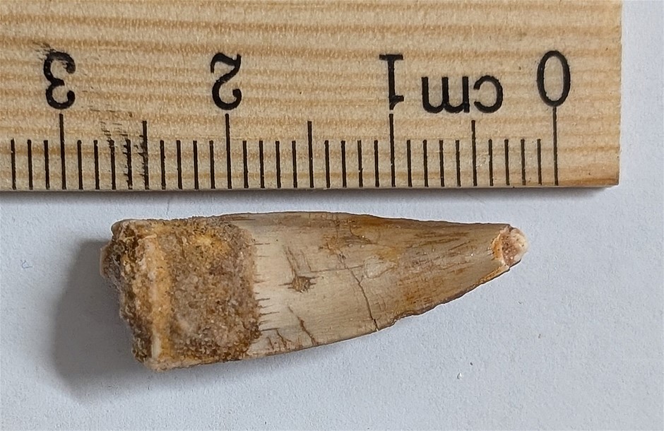 100 Million Year Old Spinosaurus Dinosaur Tooth Fossil From Morocco