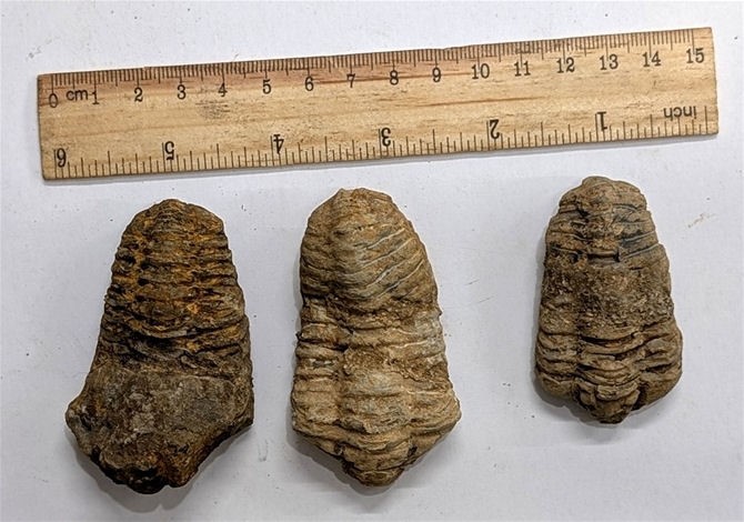Three 450 Million year old Ordovician Age TRILOBITE Fossil From Morocco