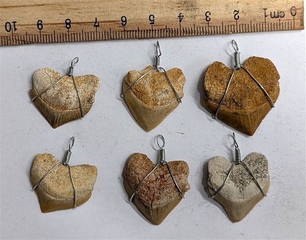 Six 70 Million year old Fossil SHARK TEETH wire wrapped into Pendants