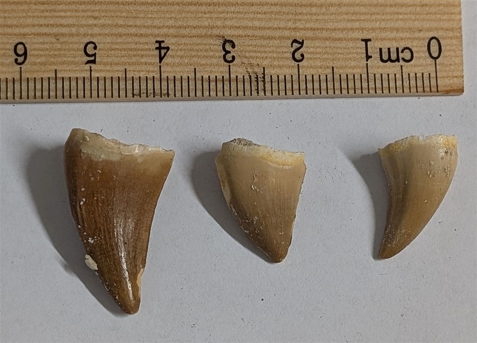 Three 70 MILLION YEAR OLD FOSSIL MOSASAUR TEETH FROM MOROCCO