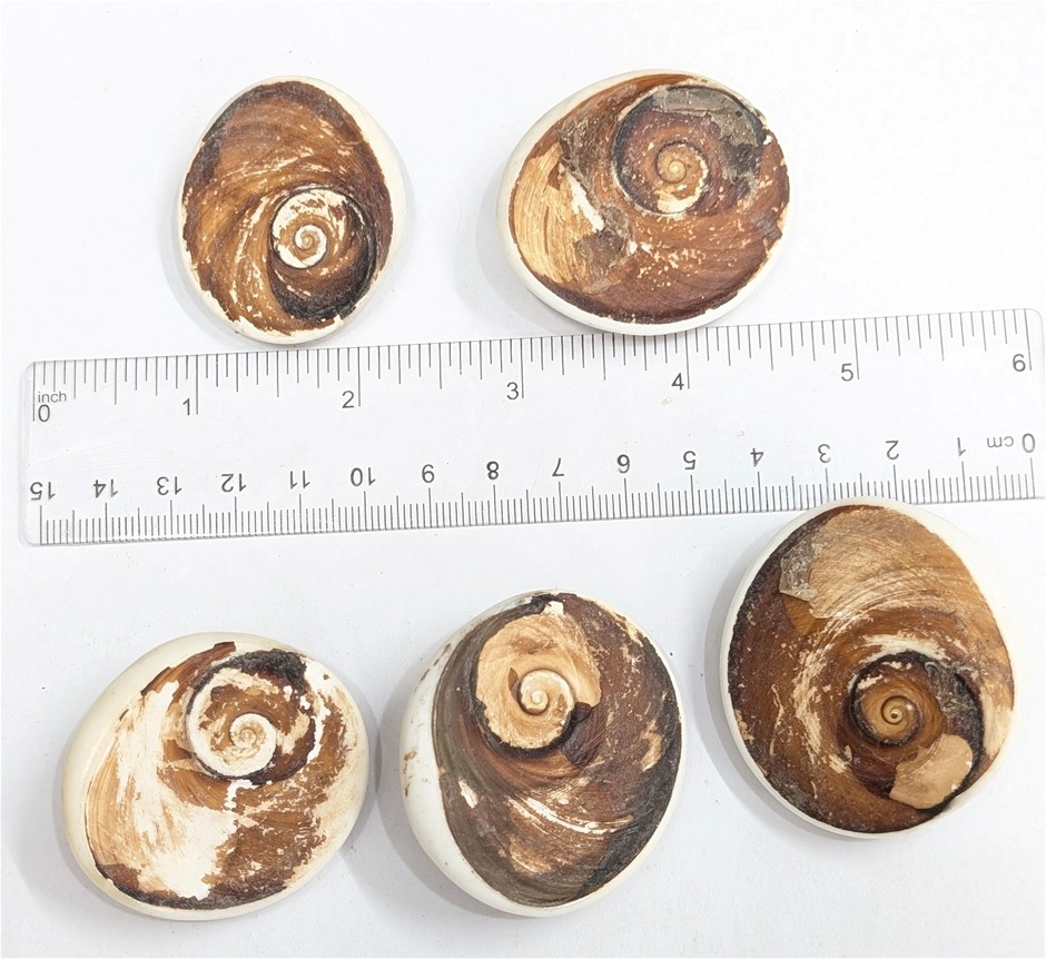 Five TRAPDOOR SNAIL GASTROPOD FOSSIL Lot from Madagascar