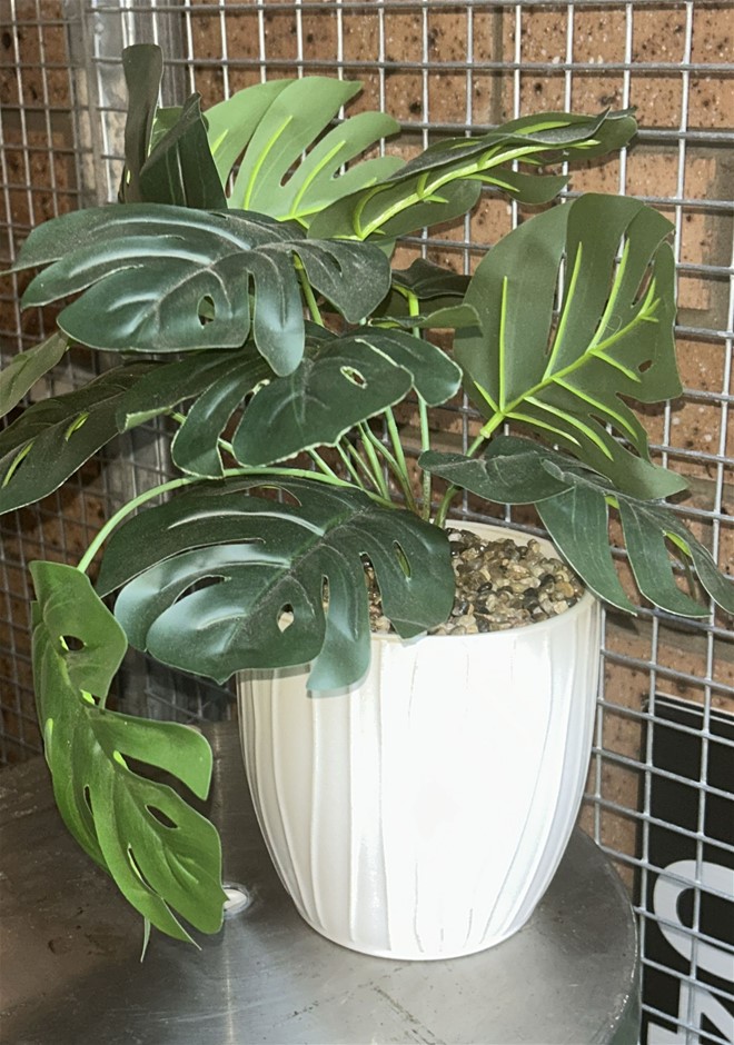 Display Plant
