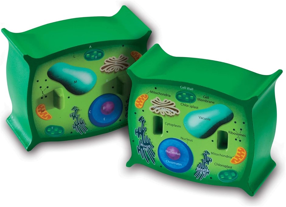 Learning Resources Cross-Section Plant Cell Model, Plant Anatomy, Science C
