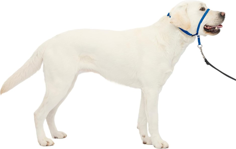 7 x PETSAFE Gentle Leader Headcollar, Large, Royal Blue