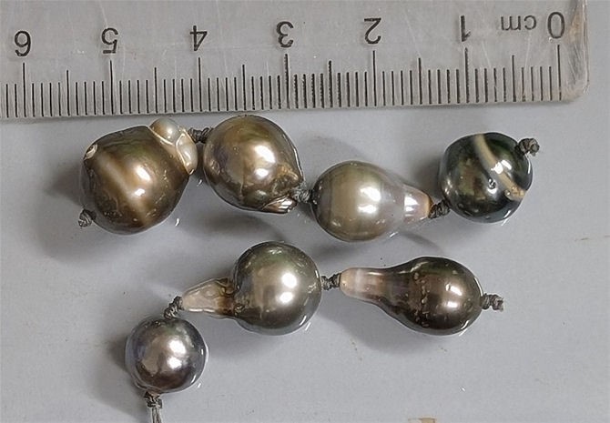 Seven Salt Water Tahiti Tahitian Pearls