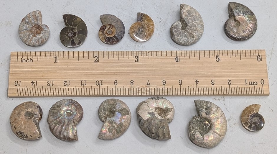 Dozen 120 Million Year Old Ammonite Fossils From Madagascar