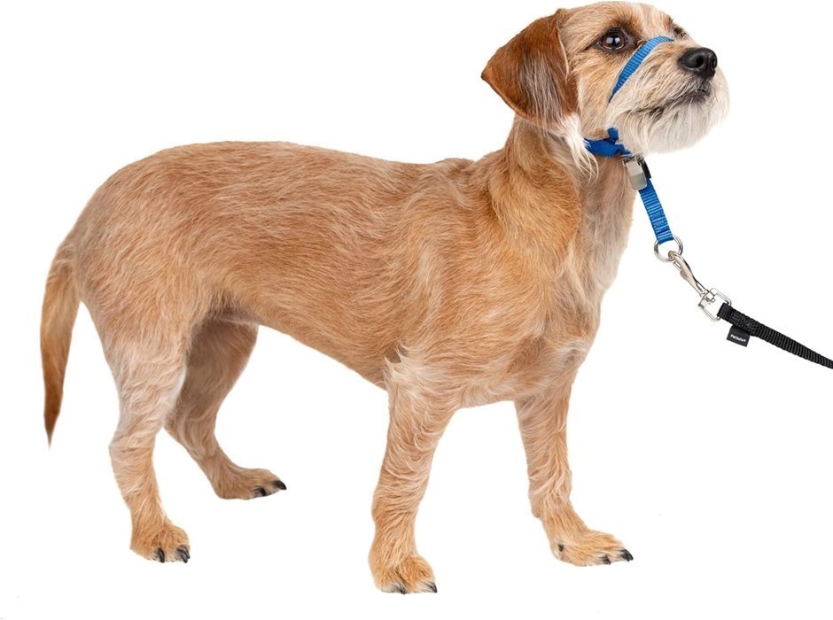 PETSAFE Gentle Leader Headcollar, Small, Royal Blue.