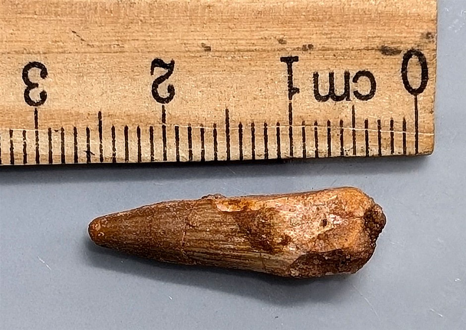 100 Million year old SPINOSAURUS DINOSAUR TOOTH Fossil From Morocco