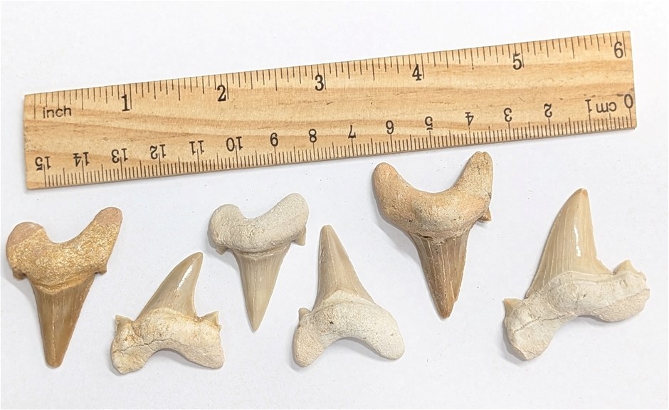 Six huge 40 million year old fossil SHARK TEETH From Morocco