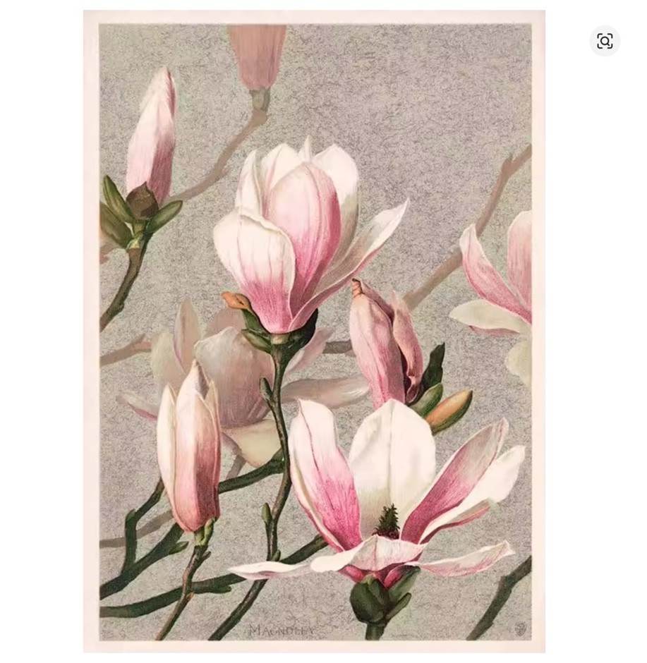 Ellen T Fisher (After) "Magnolia 1886" CANVAS Print