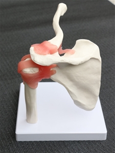 Life Size Shoulder Joint Anatomical Mode