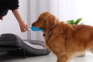 Charlie's Portable Silicone Pet Drinker 