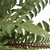 Artificial Fern Plant Potted 50 cm Green Fake Foliage