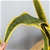 SOGA 70cm Artificial Indoor Yellow Edge Tiger Piran Fake Tree Flower Pot