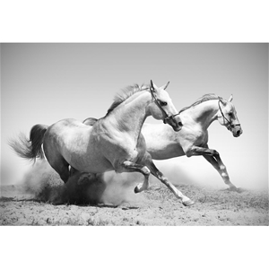Stallions in the Dust, 75x50cm Canvas Pr